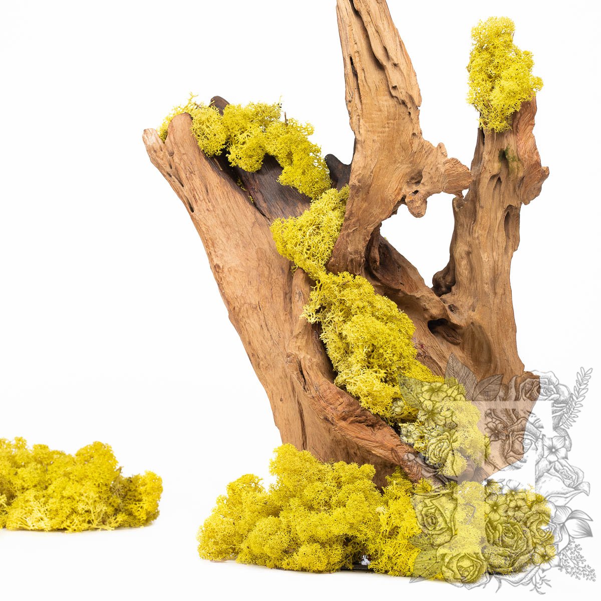 Canopy - Premium - Icelandic Lichen Moss - 1 Kg