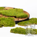 Classic Flat Moss 1