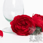 Garden Rose - Peony - Niki - XXL - 1 Head