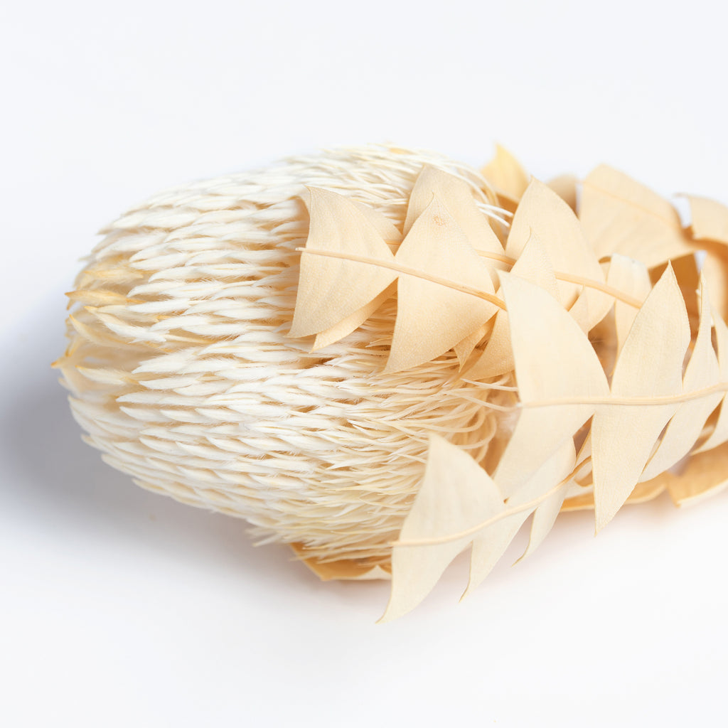 Banksia Baxteri - Exclusive - Stem
