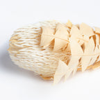 Banksia Baxteri - Exclusive - Stem