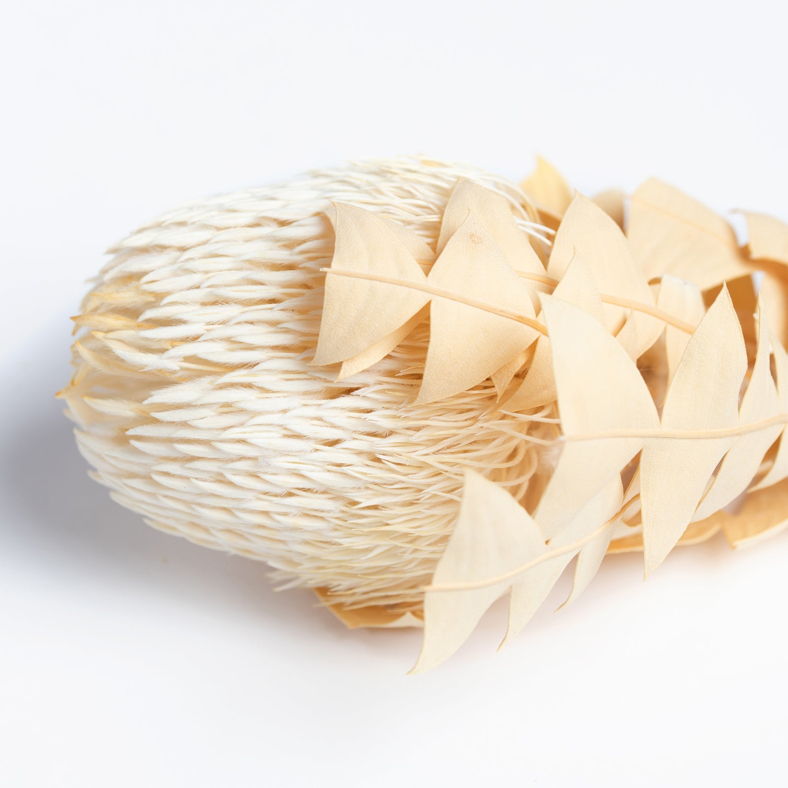 Banksia Baxteri - Exclusive - Stem