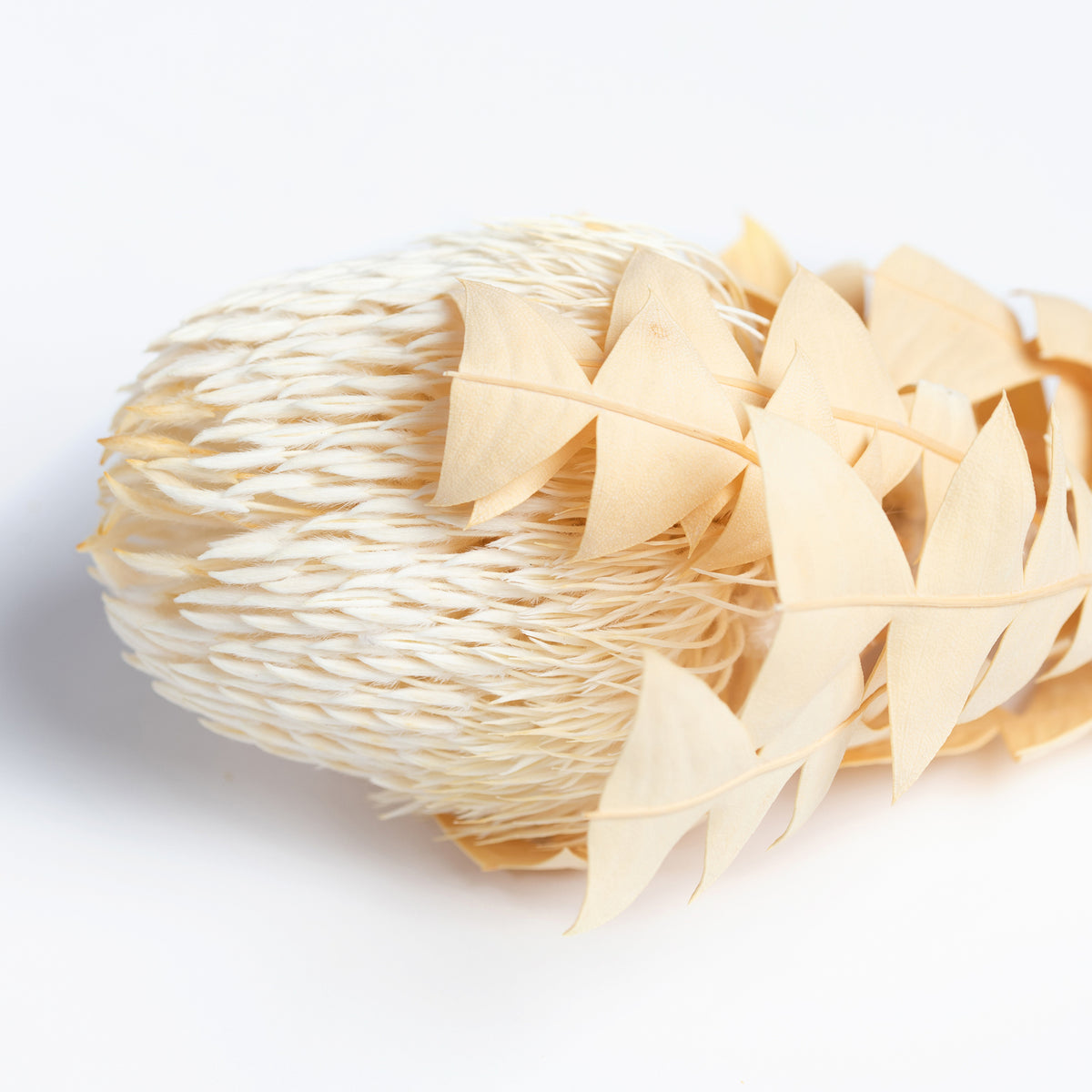 Banksia Baxteri - Exclusive - Stem