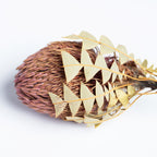 Banksia Baxteri - Exclusive - Stem