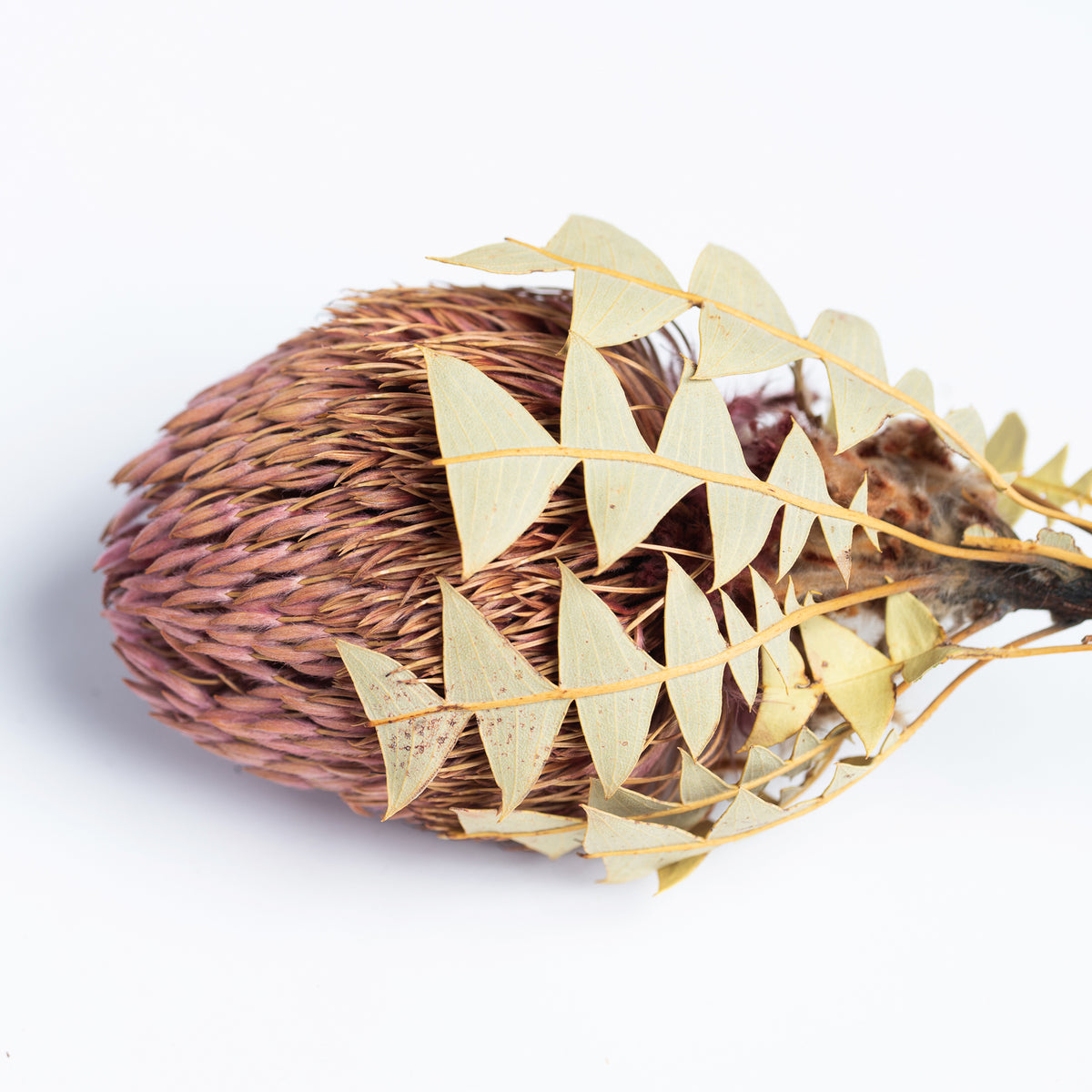 Banksia Baxteri - Exclusive - Stem