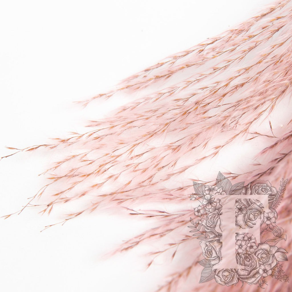 Stipa Pink 3