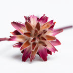 Plumosum Starcone - Pack of 3