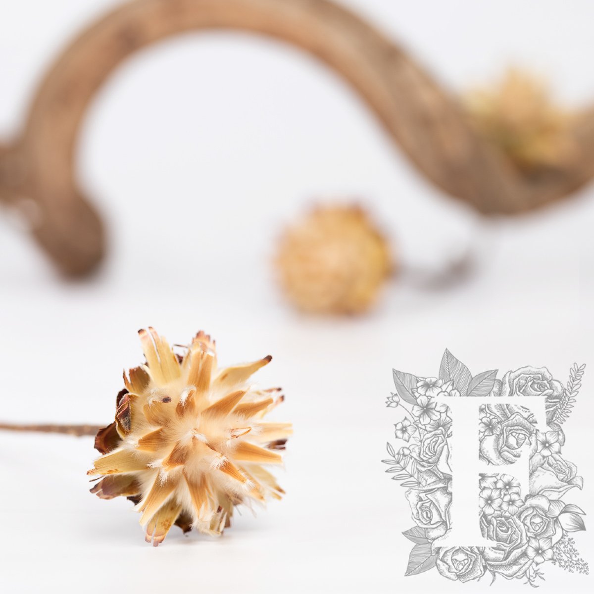 Plumosum Natural 2