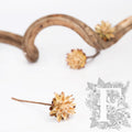 Plumosum Starcone - Pack of 3
