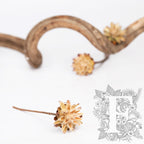 Plumosum Starcone - Pack of 3