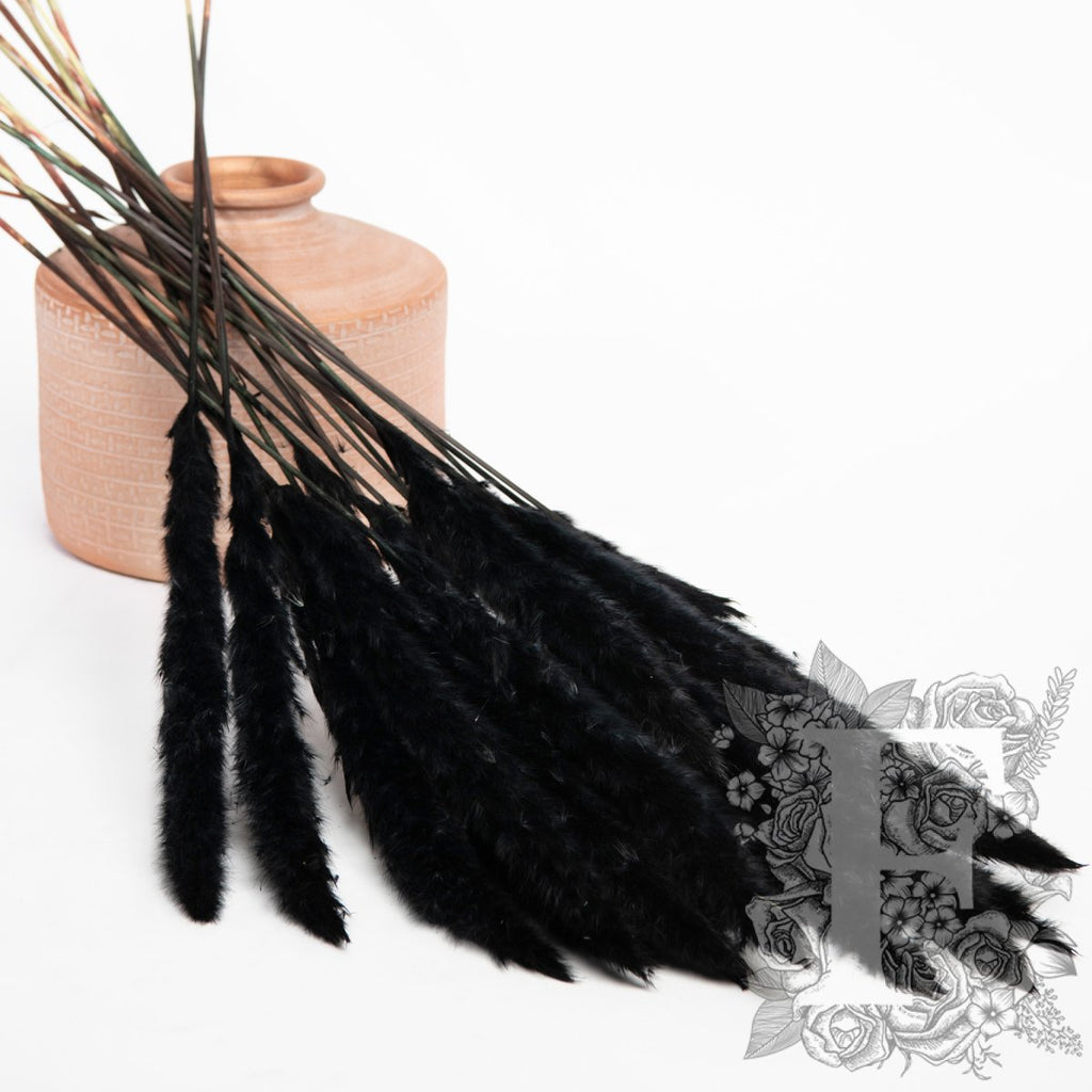 Pampas - Mini - Bunch