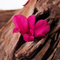 070-JOR_4099