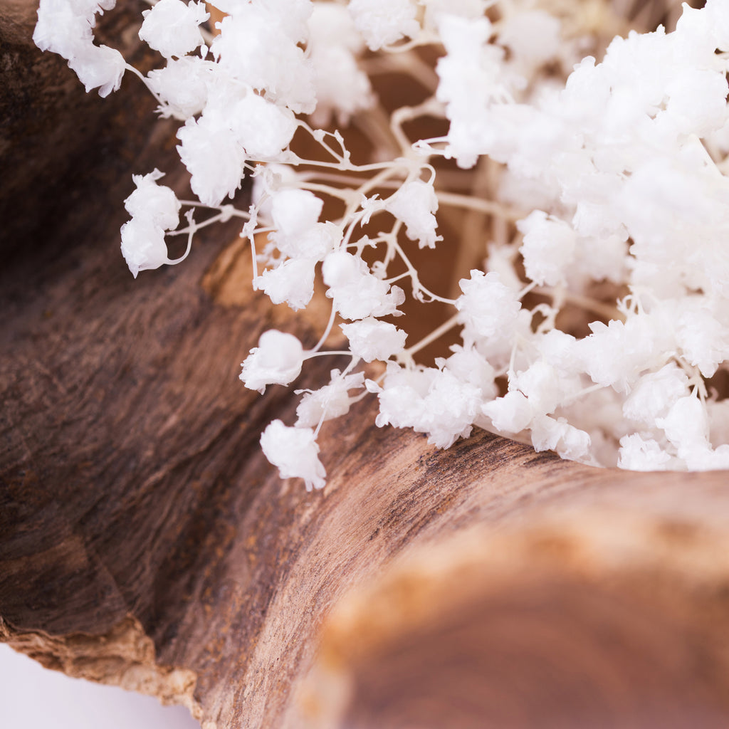 Gypsophillia Over Time - Box