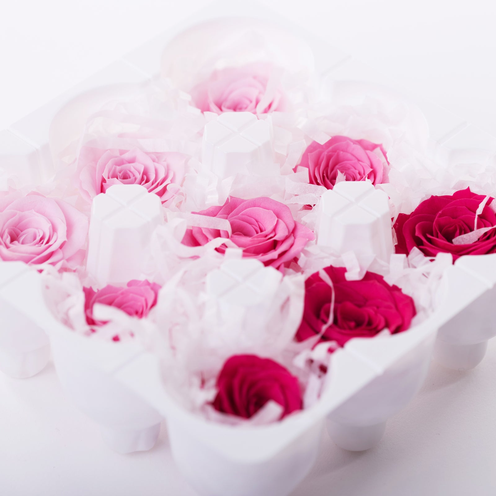 Rose Kanon - Gradation - 9 Heads