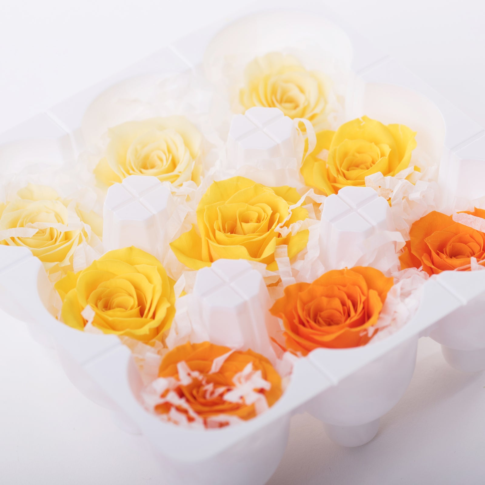 Rose Kanon - Gradation - 9 Heads