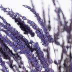 Lavender (1)
