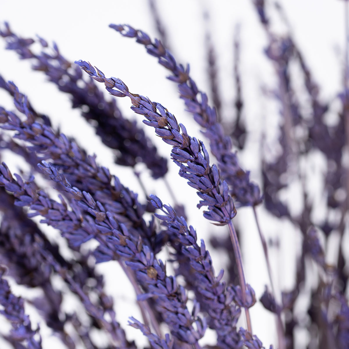 Lavender (1)