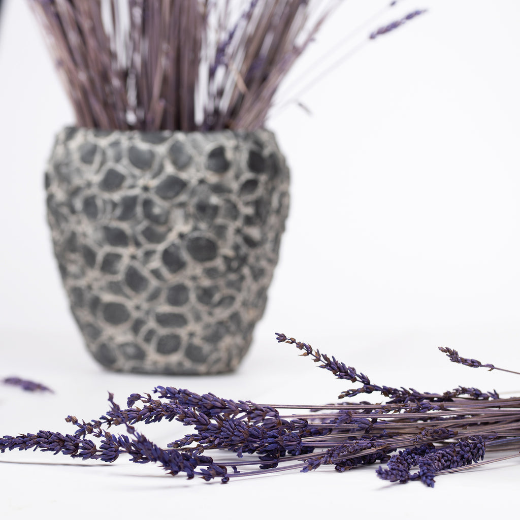 Lavender (3)