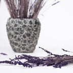 Lavender (3)