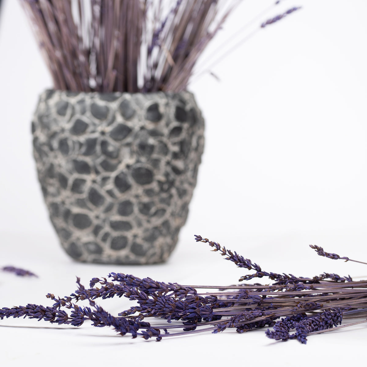 Lavender (3)