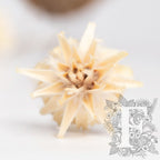 Plumosum - 5 stems - Natural
