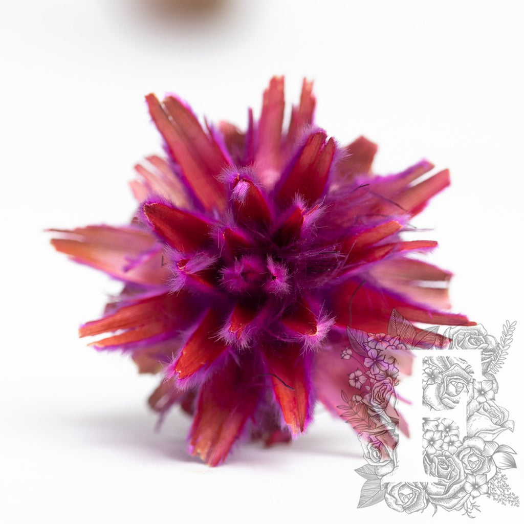 Plumosum - 5 stems - Natural