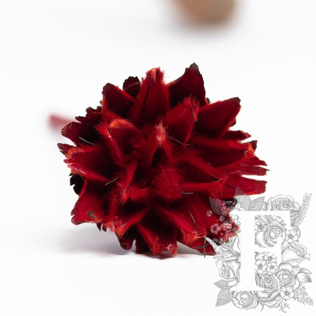 Plumosum - 5 stems - Natural