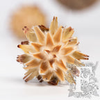 Plumosum - 5 stems - Natural