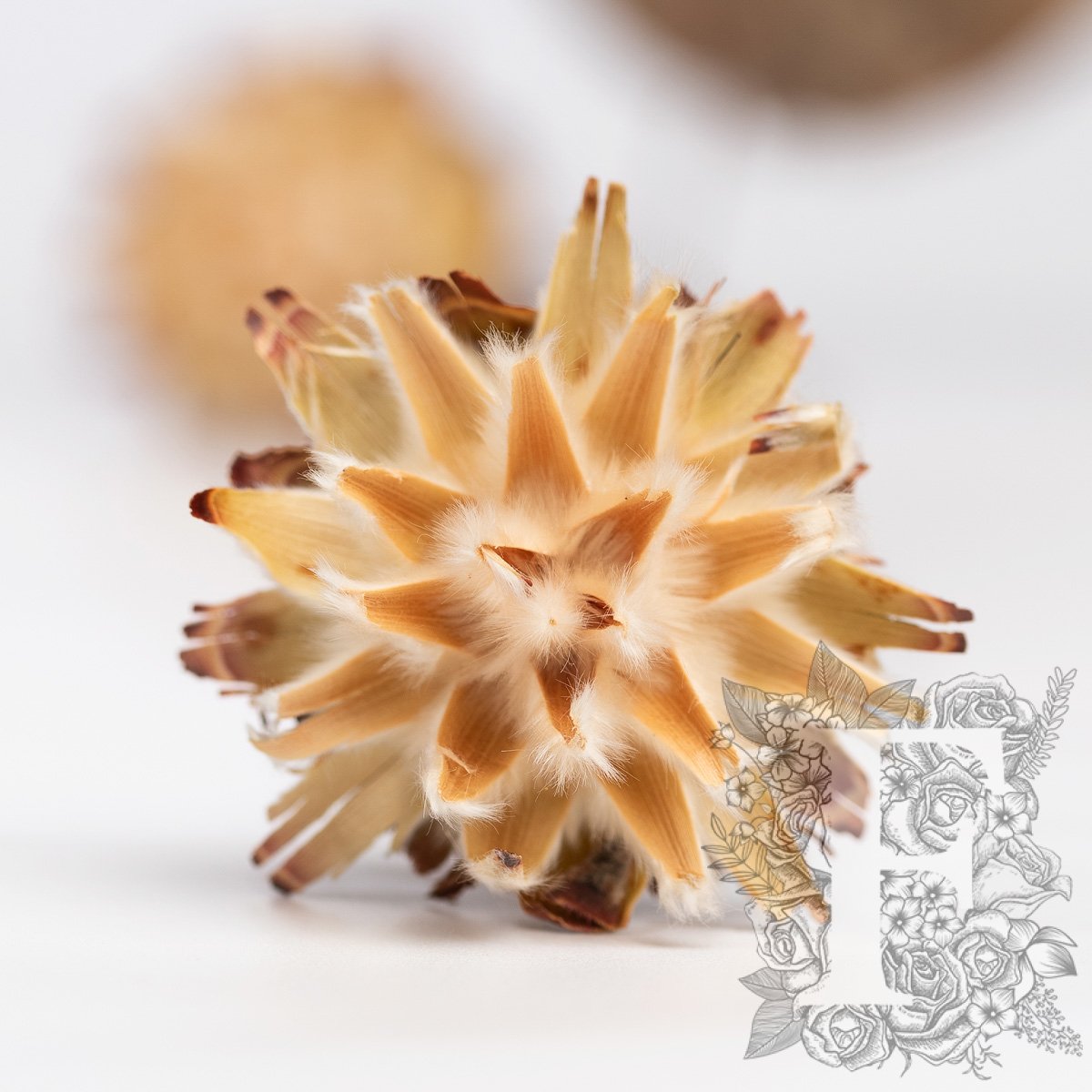 Plumosum - 5 stems - Natural