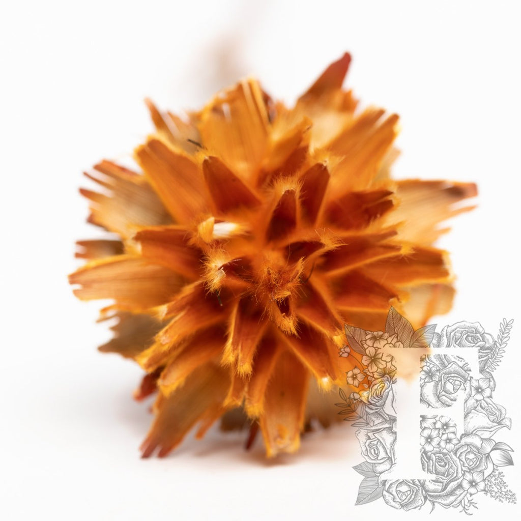 Plumosum - 5 stems - Natural