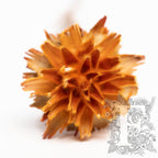 Plumosum - 5 stems - Natural