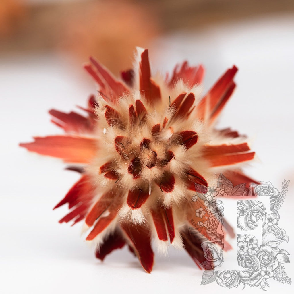 Plumosum - 5 stems - Natural