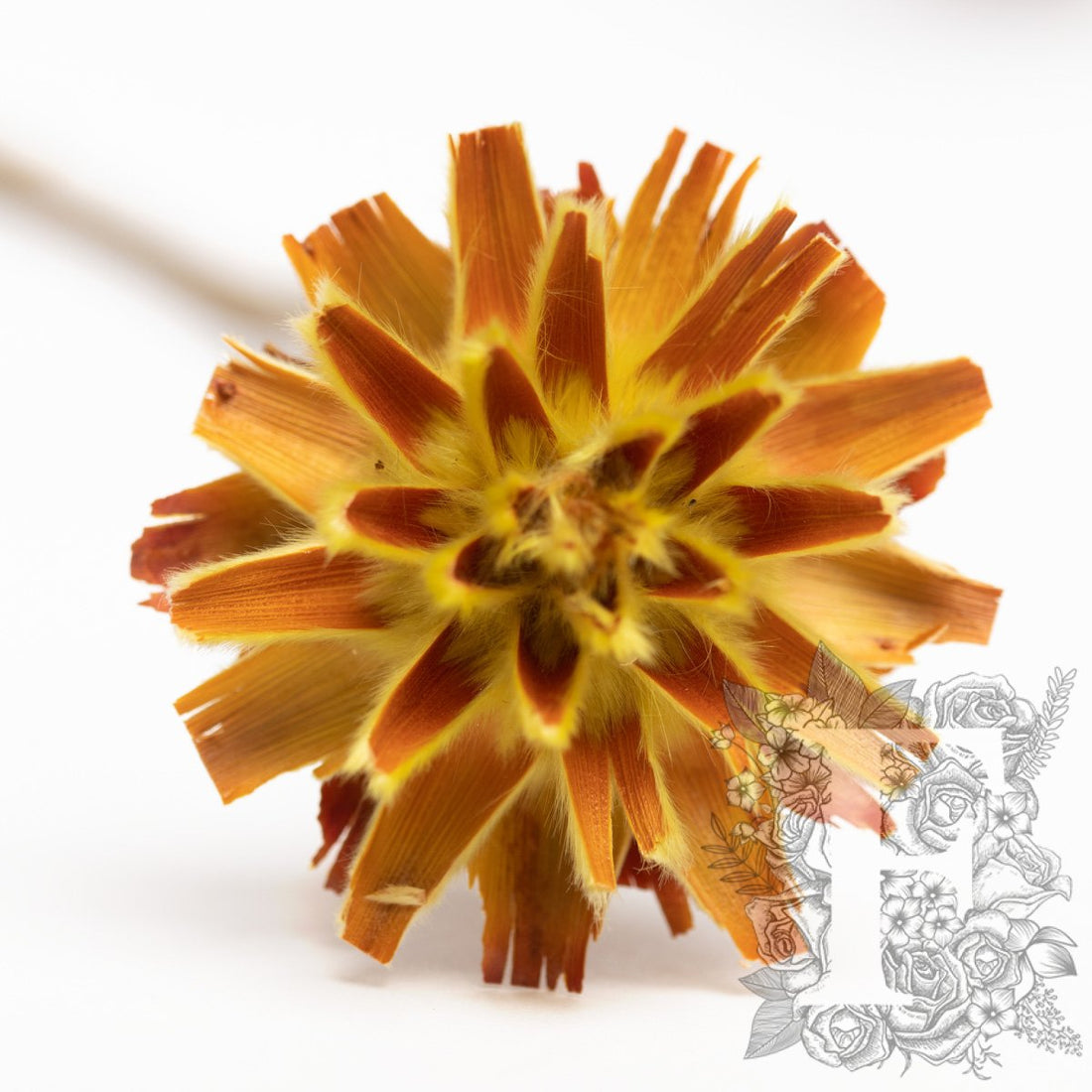 Plumosum Yellow 1