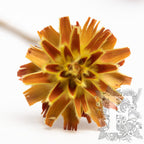 Plumosum Yellow 1