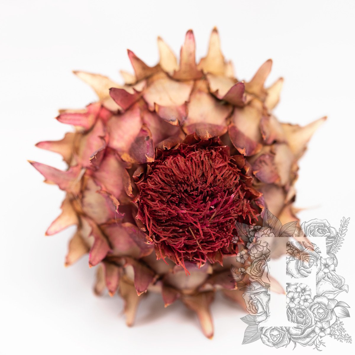 Cardonni Natural 1
