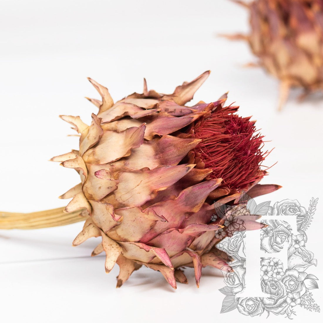 Cardonni Natural 2