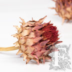 Cardonni Natural 2