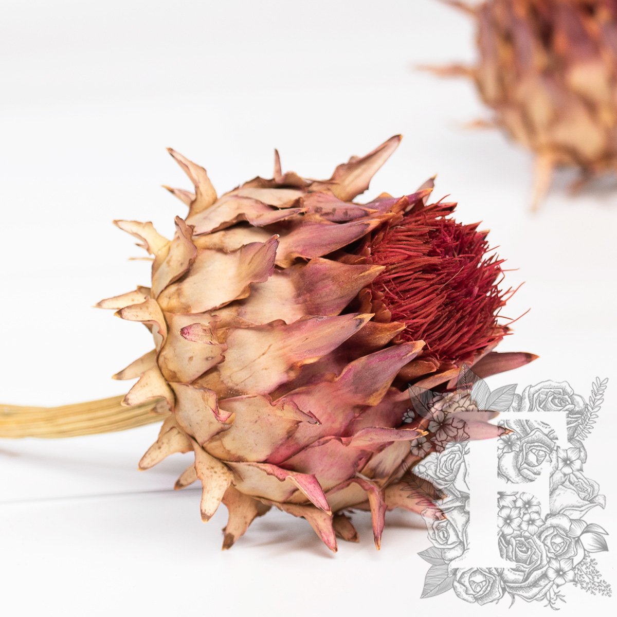 Cardonni Natural 2
