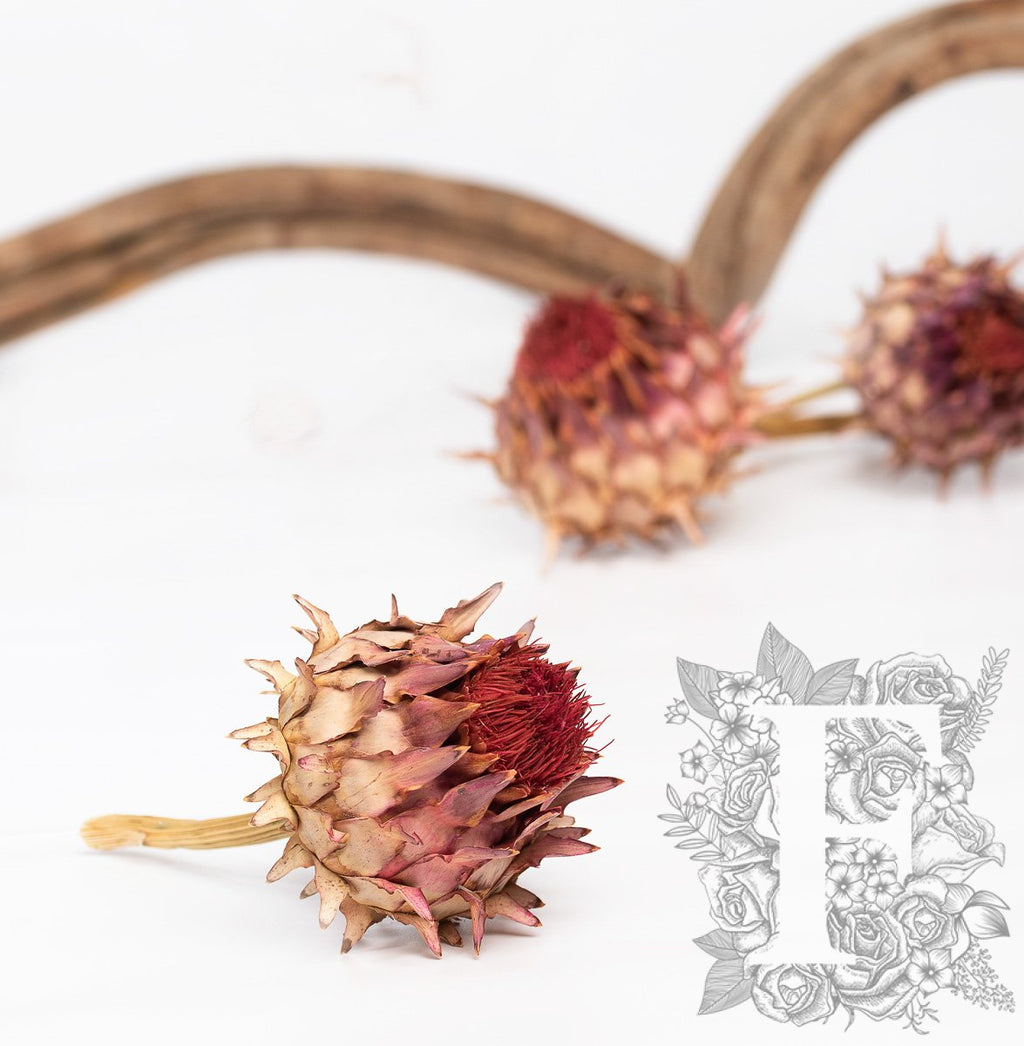 Cardonni Natural 4