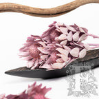 Nervosum Frosted Pink 2