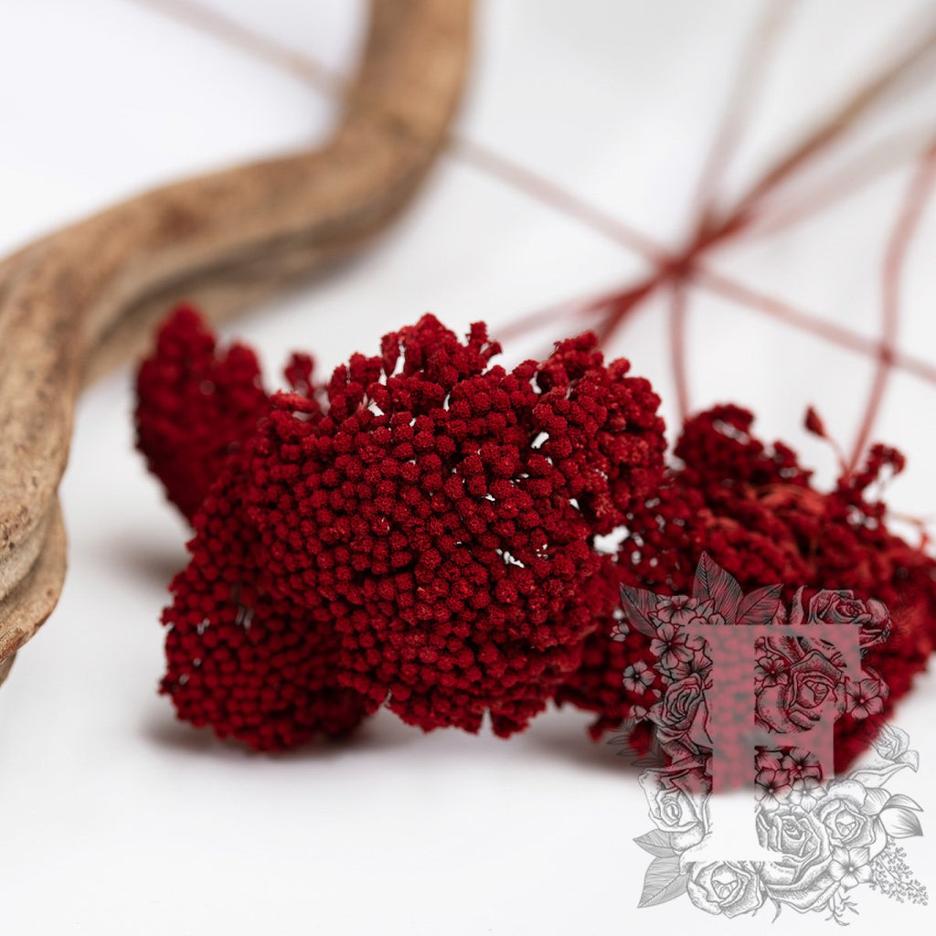 Achillea 2