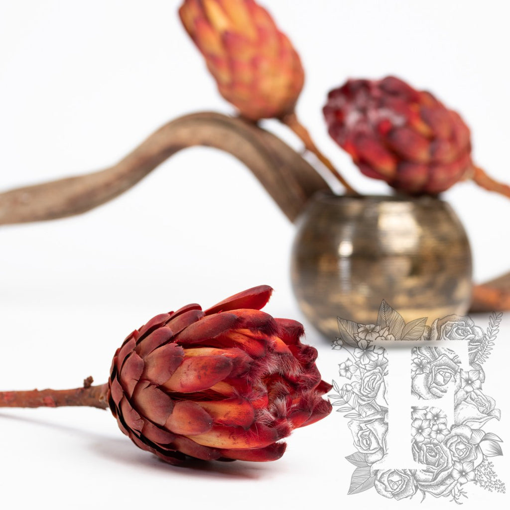 Protea Grandiceps - Stem