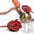 Protea Grandiceps - Stem