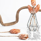 Repens Blume - 3 Stems