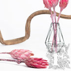 Repens Blume - 3 Stems