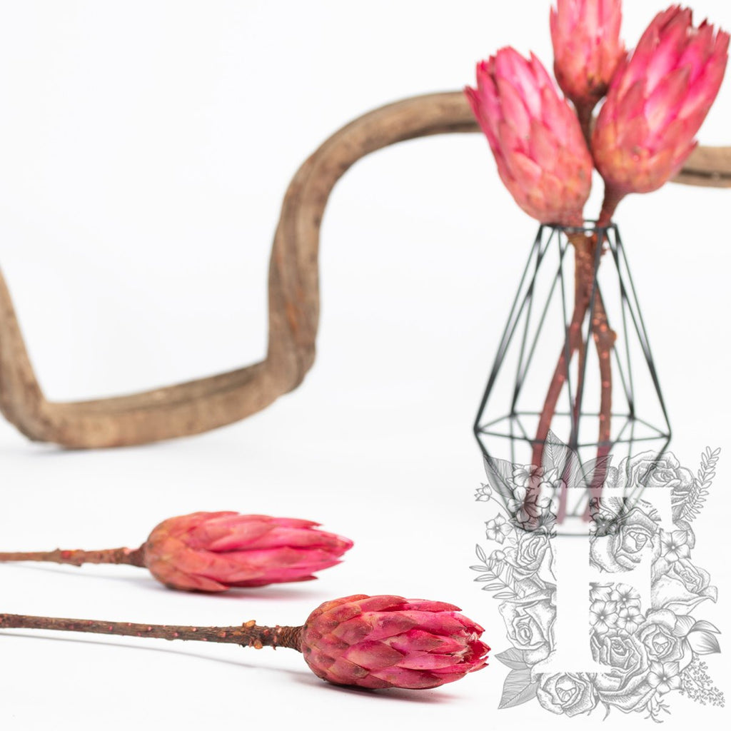 Repens Blume - 3 Stems
