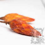 Protea Orange 1