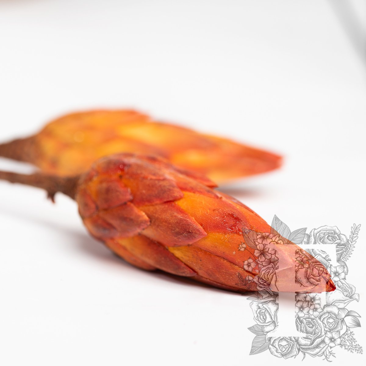 Protea Orange 1