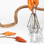 Protea Orange 3