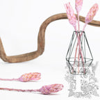 Compacta Bud - 3 Stems